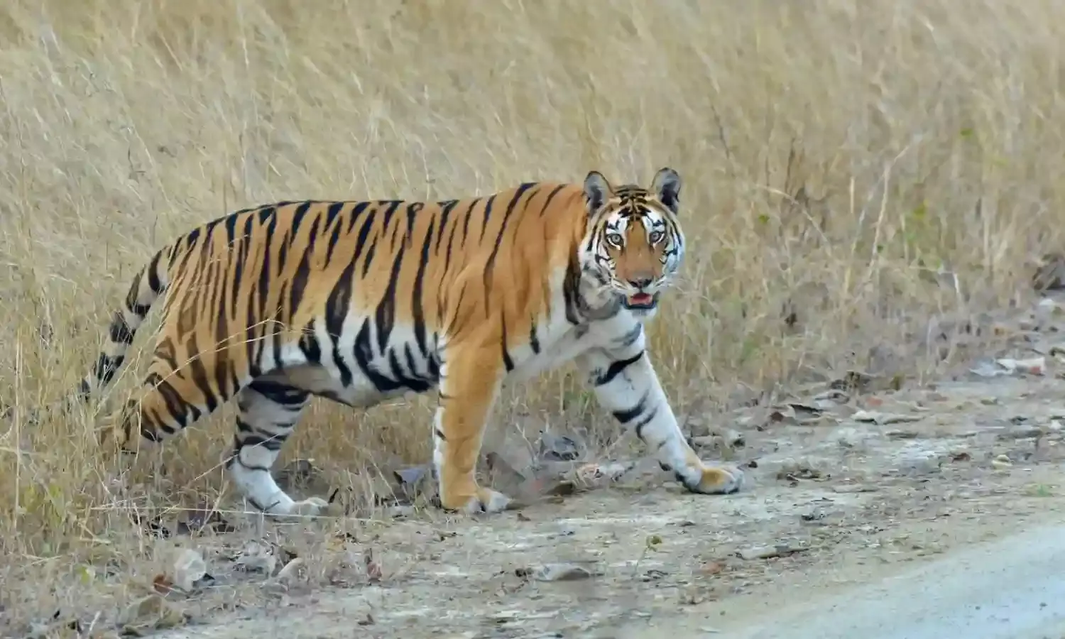 Representational Image