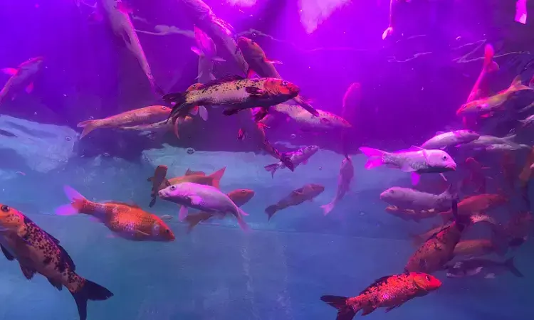 Fishes at the Tunnel Aquarium