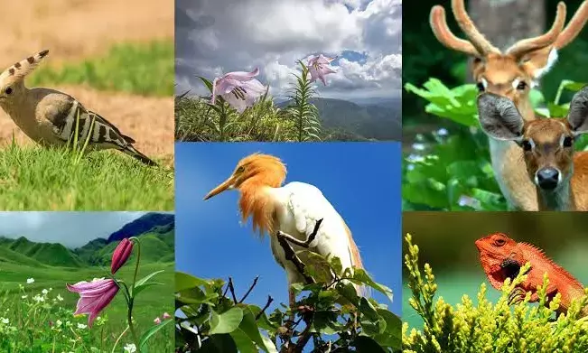 Representational Image