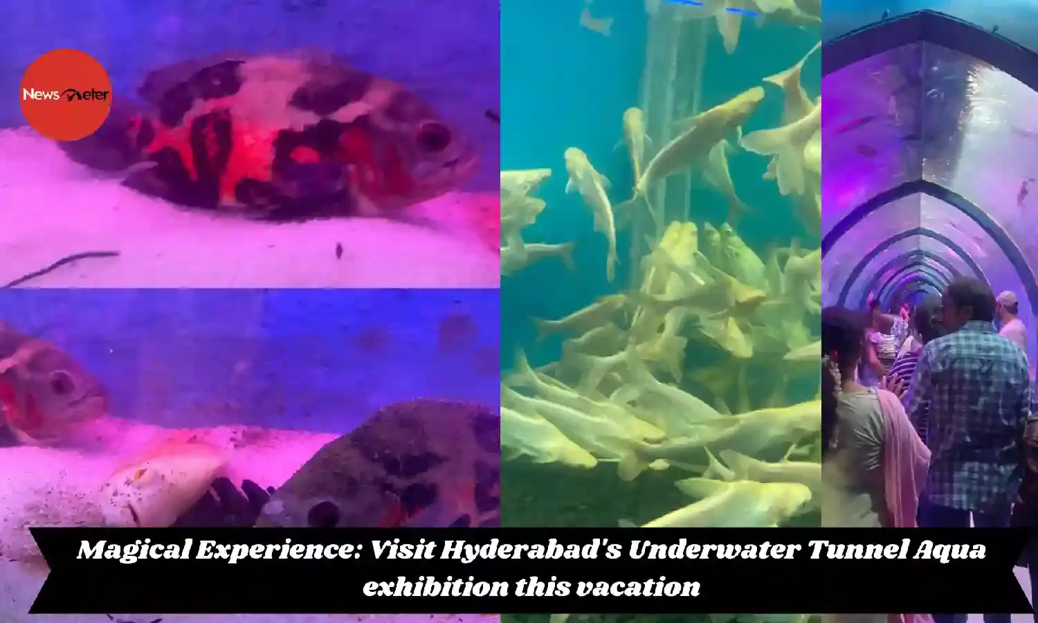 Magical Experience: Visit Hyderabads Underwater Tunnel Aqua exhibition this vacation