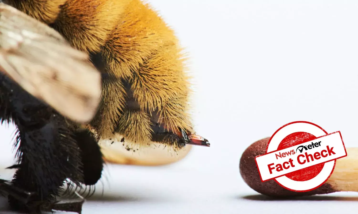 Can a bee sting cure HIV?