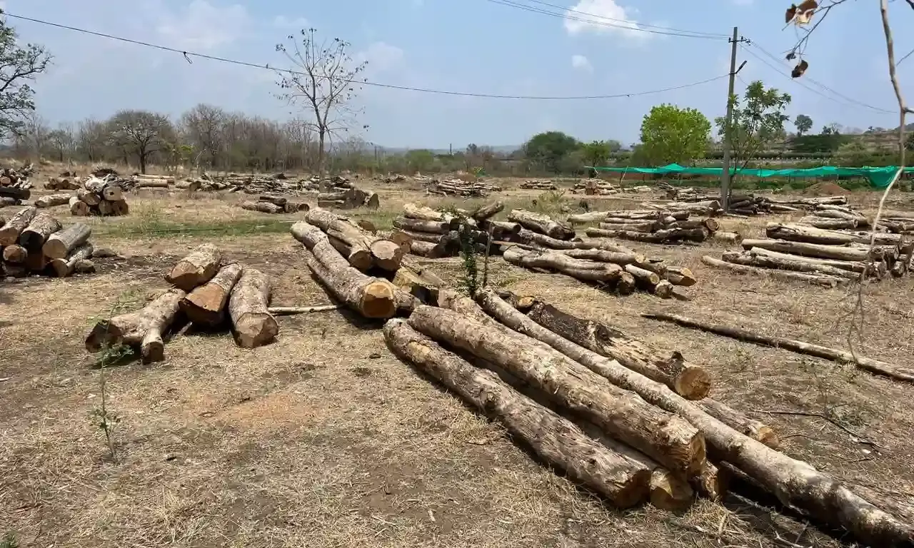 Timber smuggling in Adilabad
