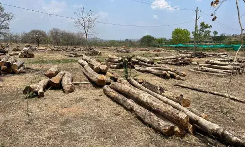 Timber smuggling in Adilabad