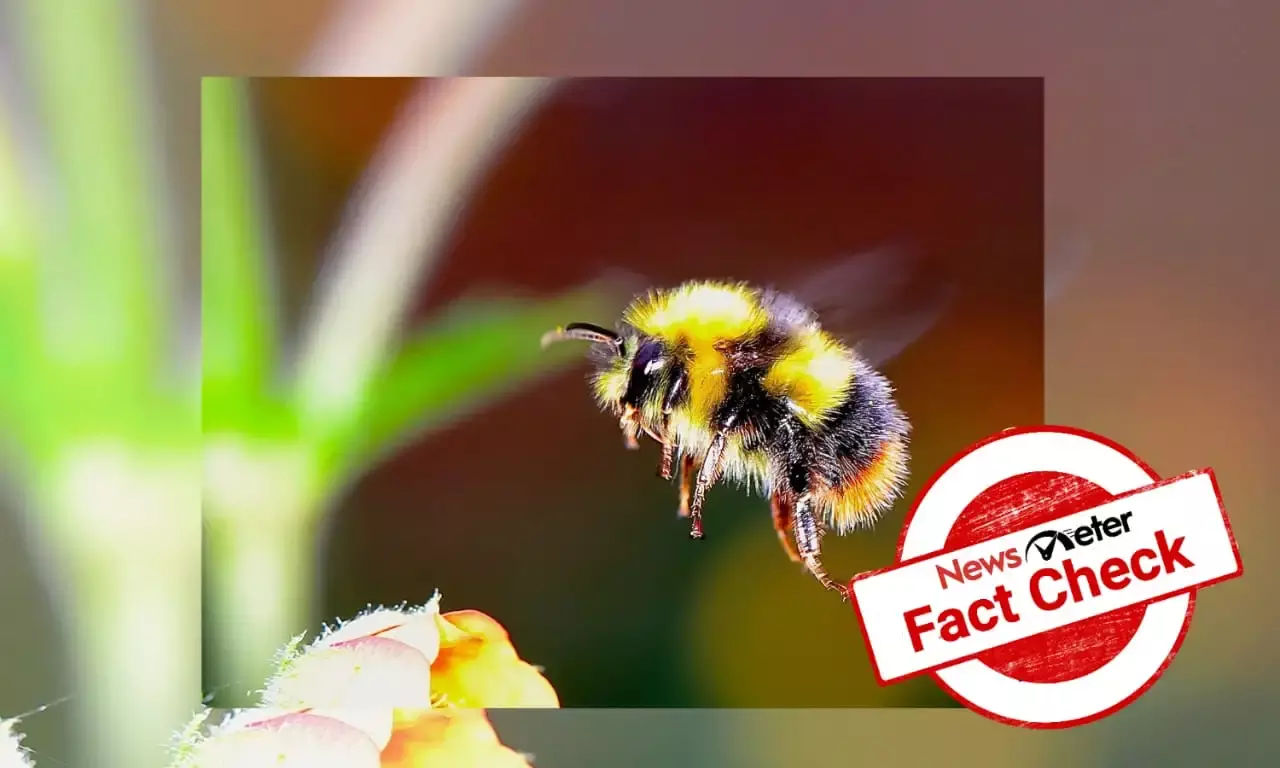 Can a bee sting kill breast cancer cells?