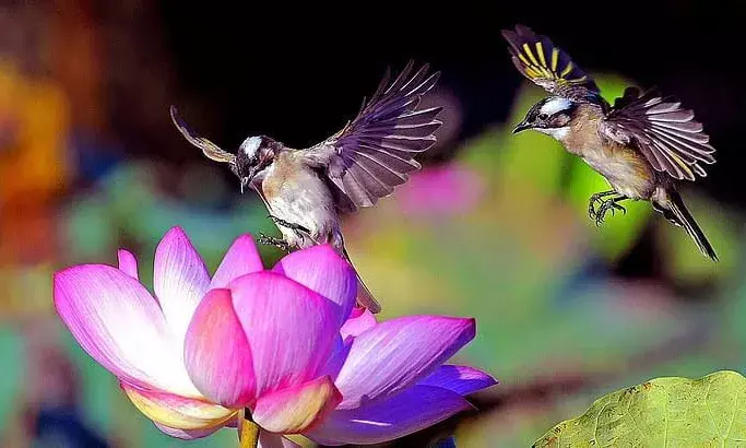 Representational Image