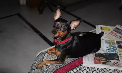 Scampy