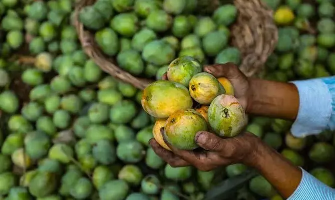Andhra Pradesh officials to reach out to the farmers who lost their crops due to untimely rains