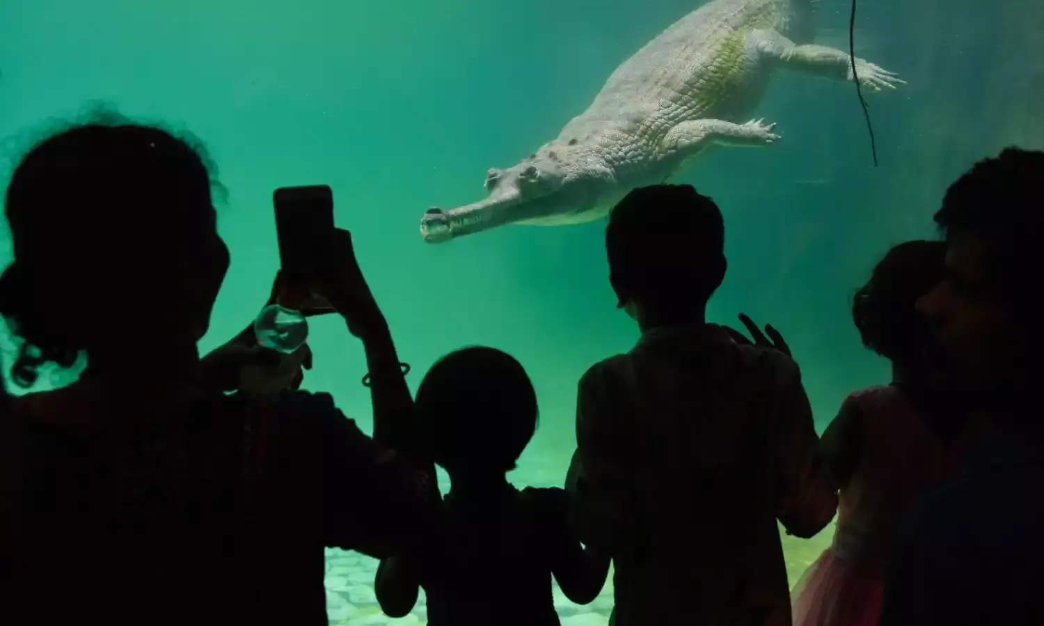 Mumbai Zoo: Ranibaug gets a new Crocodile Trail