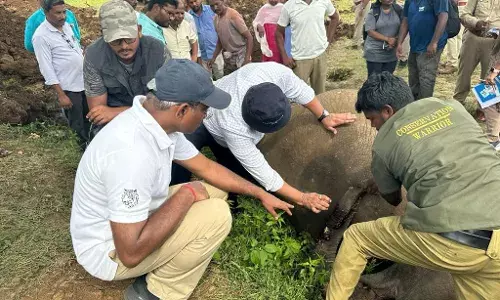 Four elephants die due to electrocution in Parvathipuram Manyam in Andhra Pradesh