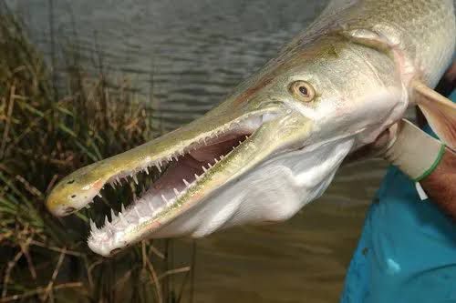 Carnivore Alligator Garfish found in Dal Lake, local fish species under ...