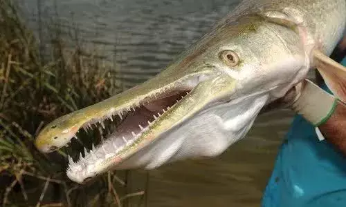 Alligator Garfish