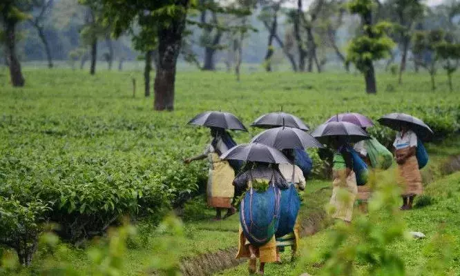 Delay in monsoon onset over Kerala, expected by 4 June