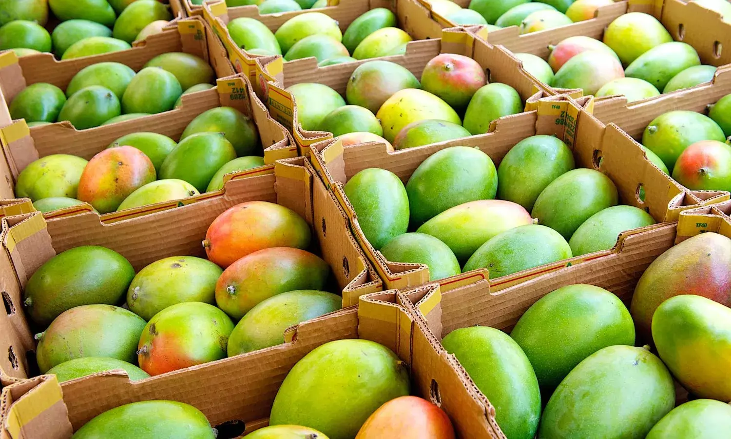 Production falls, Mango prices increase in AP, Telangana