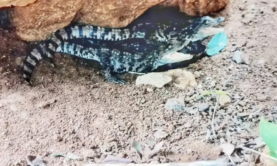Vizag zoo welcomes 15 mugger crocodile babies.
