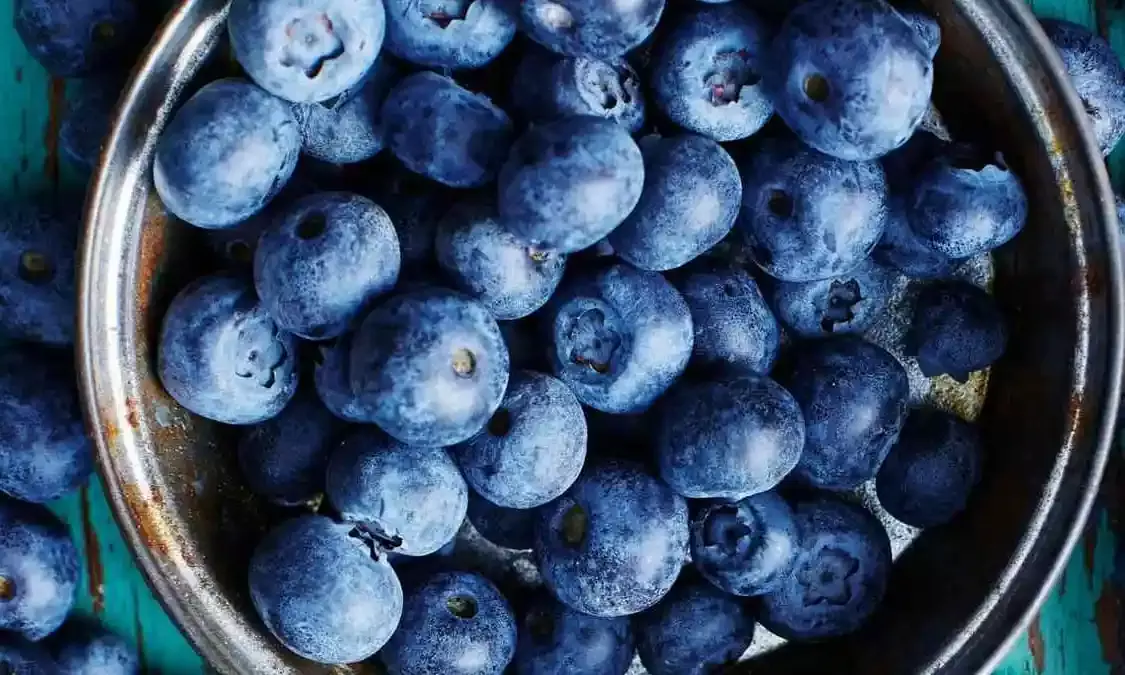 Superfood blueberries improve brain, heart health in those above 60