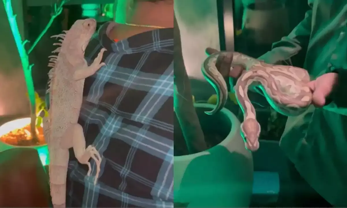 Hyderabad Xora Bar in trouble for displaying exotic animals; manager held.