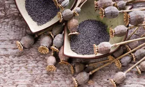 4,433 kg of poppy straw worth Rs 1 cr hidden behind biscuit boxes seized from truck in Gujarat.