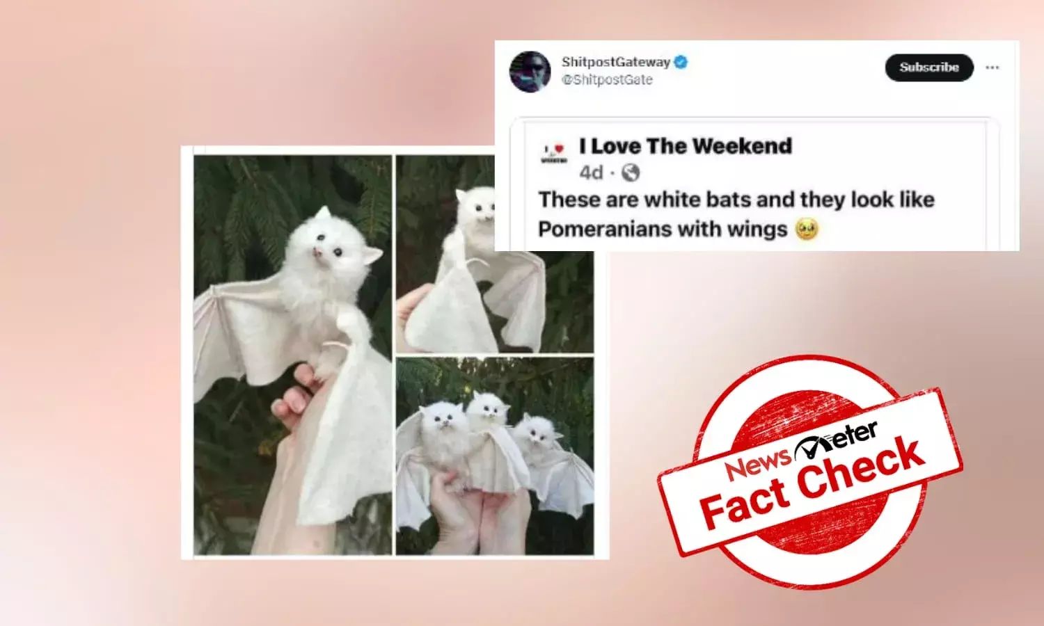 Viral image of fluffy white bats is not real
