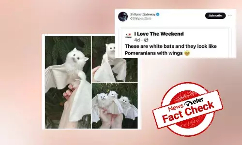 Viral image of fluffy white bats is not real