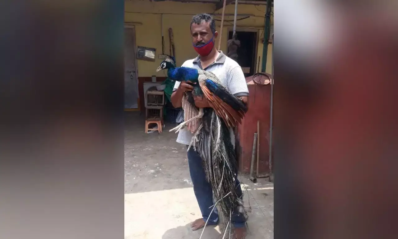 Heatwave fallout: 166 birds die of severe dehydration in Hyderabad.