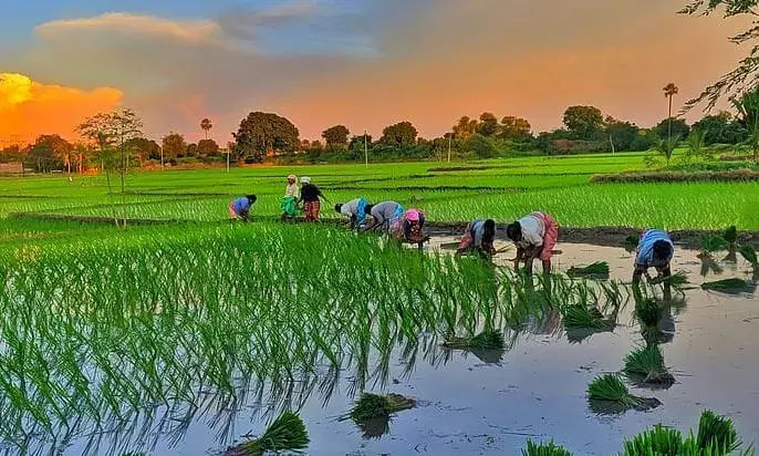 Cabinet approves Rs 143 hike in paddy MSP to Rs 2,183/qtl for 2023-24