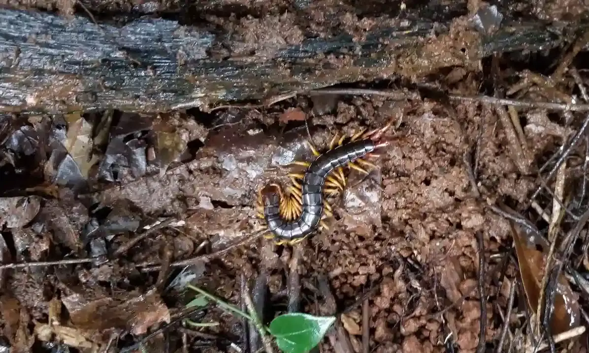 Genetic diversity in centipedes higher than spiders, insects: CCMB study