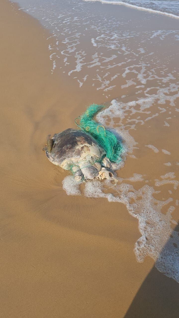 World Ocean Day What are ghost nets? How they affect marine life in Andhra