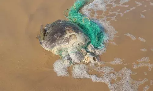 World Ocean Day: What are ghost nets? How they affect marine life in Andhra Pradesh.
