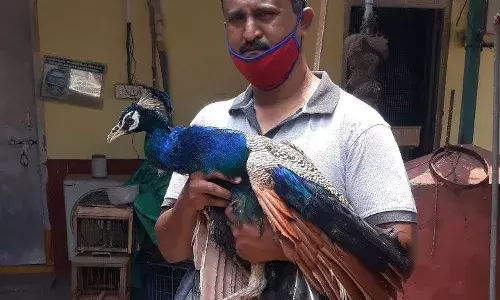 Birds die of severe dehydration in Hyderabad; here are some steps to save winged friends.