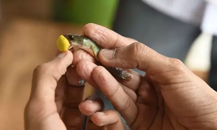 Fish Prasadam after 3 years in Hyderabad. 2 lakh people expected.