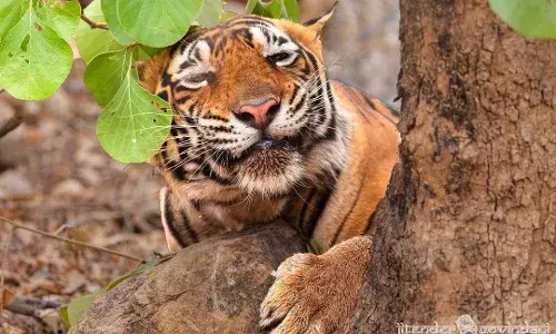 Hyderabad hosts Indias first Travelling Photo Exhibition on big cats.