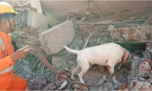 NDRF dog Julie awarded for sniffing out 6-yo girl buried in quake-hit Turkiye.