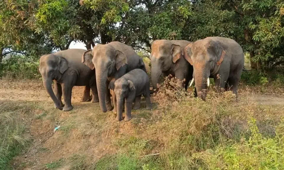 Jumbos find Andhra safe haven after habitat loss in neighboring states.