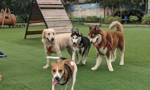Friendly Paws: Celebrate your petsā birthdays at Gachibowli Dog Park
