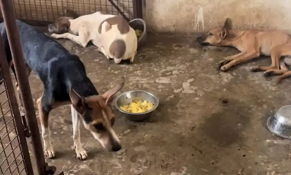 Ground Report: Hyderabad: How dog organs were removed at Chengicherla ABC Clinic