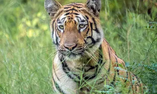 Ek Tha Tiger: Tipeshwar Sanctuaryās Veer returns home.