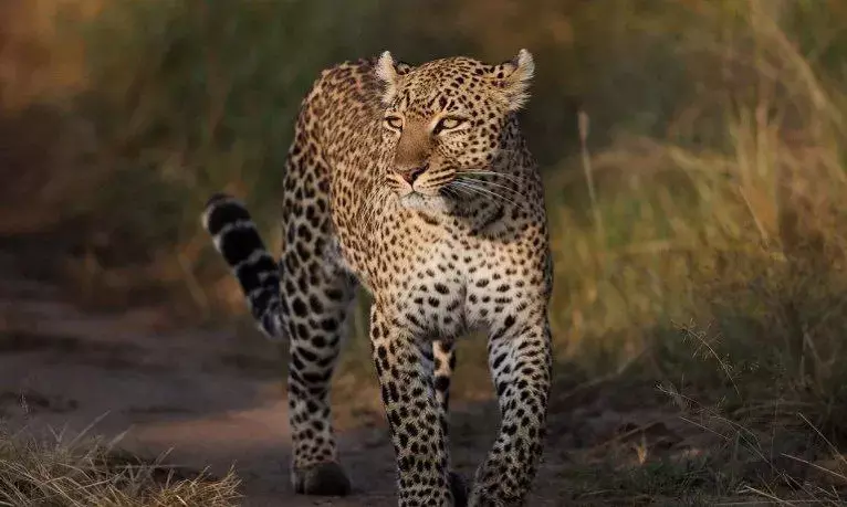 Tirumala Vigilance guards save three-year-old boy after leopard drags him to forest.