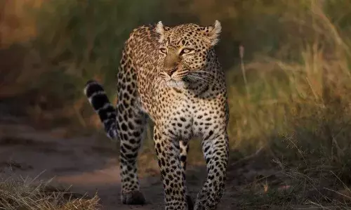 Tirumala Vigilance guards save three-year-old boy after leopard drags him to forest.