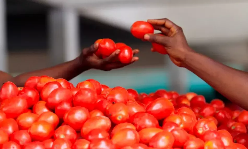 Tomatoes cost Rs 100 per kg across country, green chillies follow suit