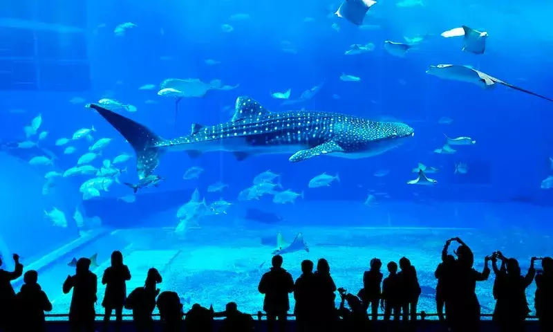 Largest Aquarium