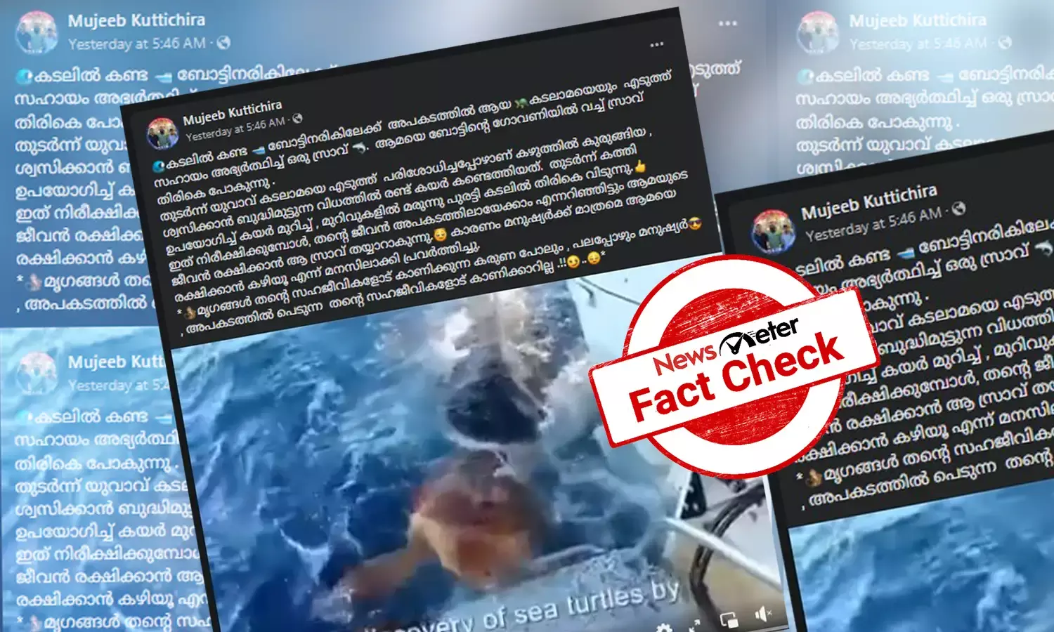 കടലാമയെ രക്ഷിക്കാനായി ബോട്ടിലെത്തിക്കുന്ന സ്രാവ്: വീഡിയോയുടെ വസ്തുതയറിയാം