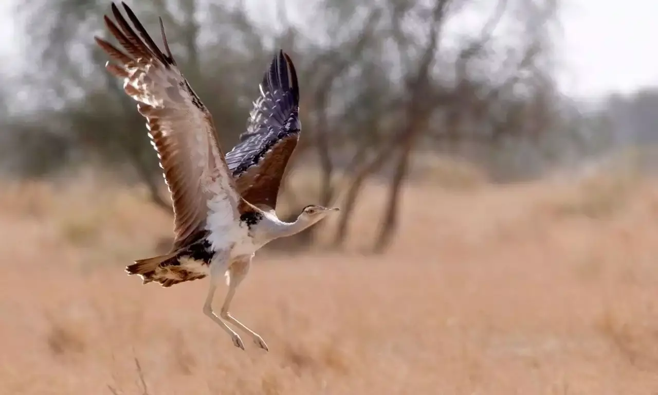 Great Indian Bustard on verge of extinction; 2 captive breeding centers opened in Rajasthan.