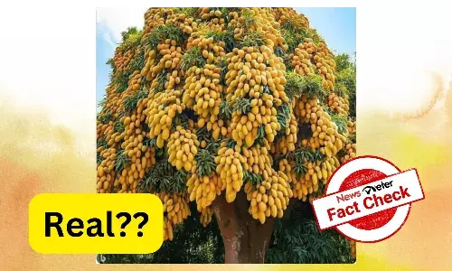 Picture of the viral mango tree is AI-generated