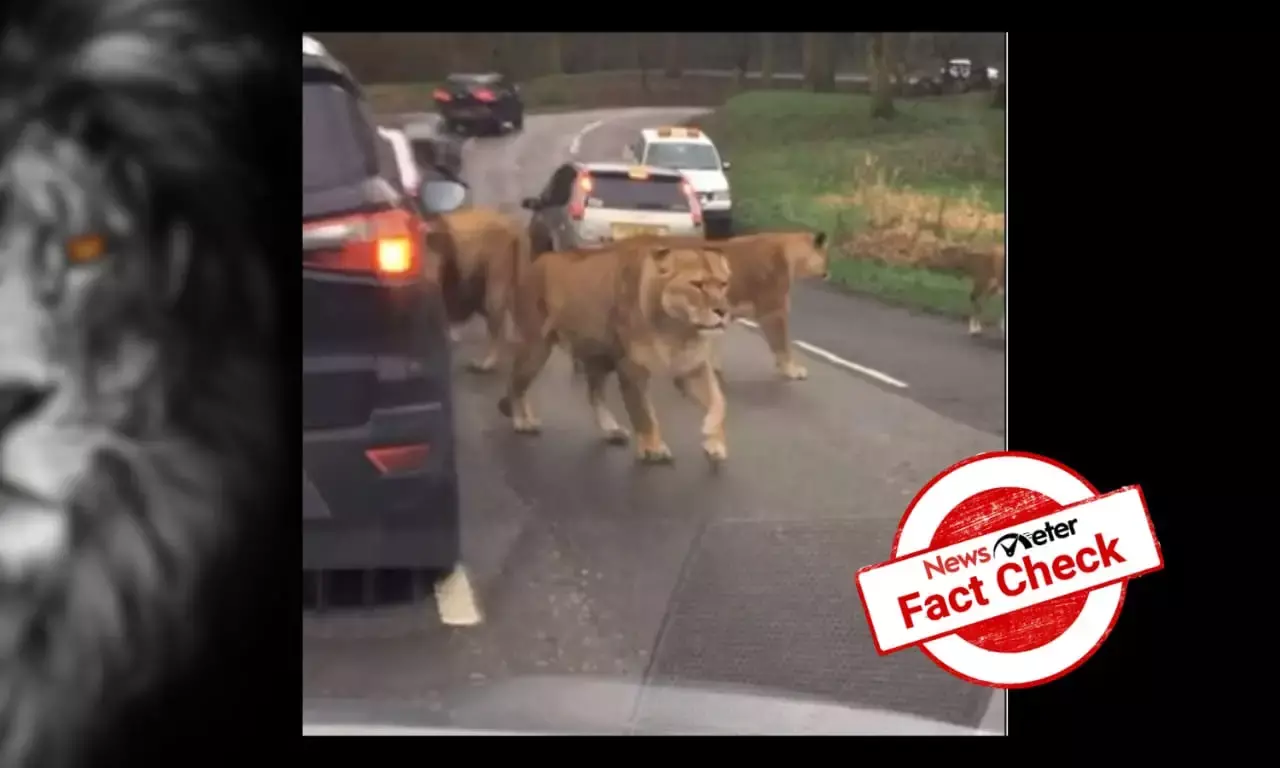 Viral video of a lion pride walking through cars has nothing to do with the France riots
