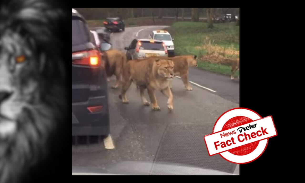 Viral video of a lion pride walking through cars has nothing to do with