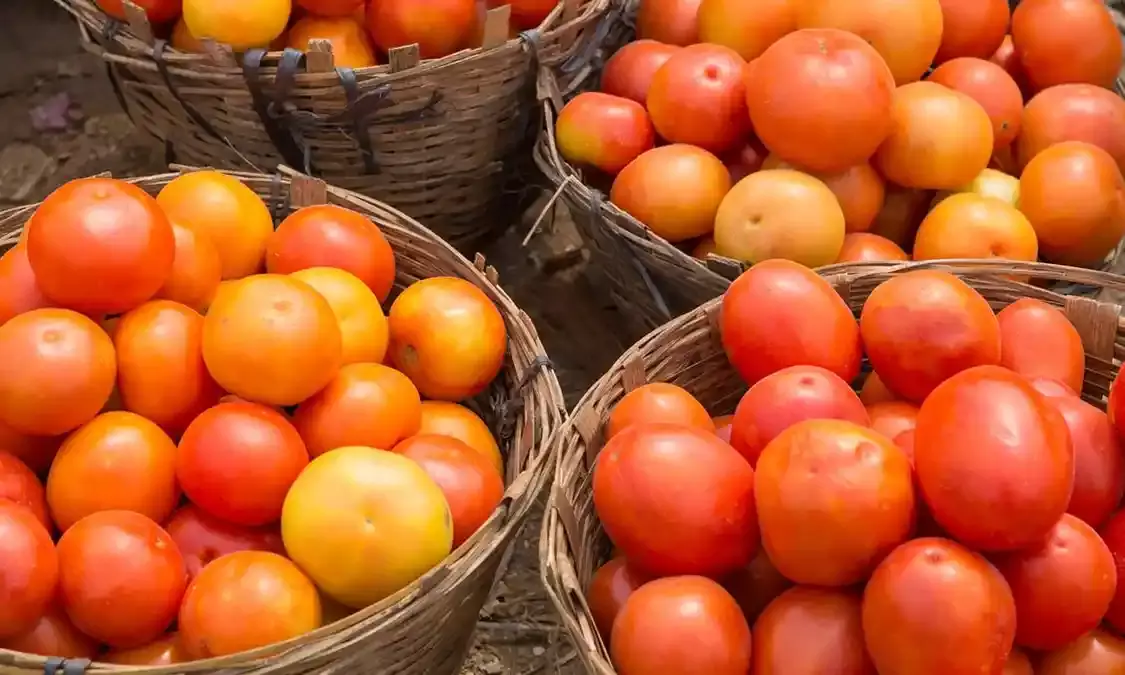Tomato to be distributed at discounted prices in major cities: Central Govt