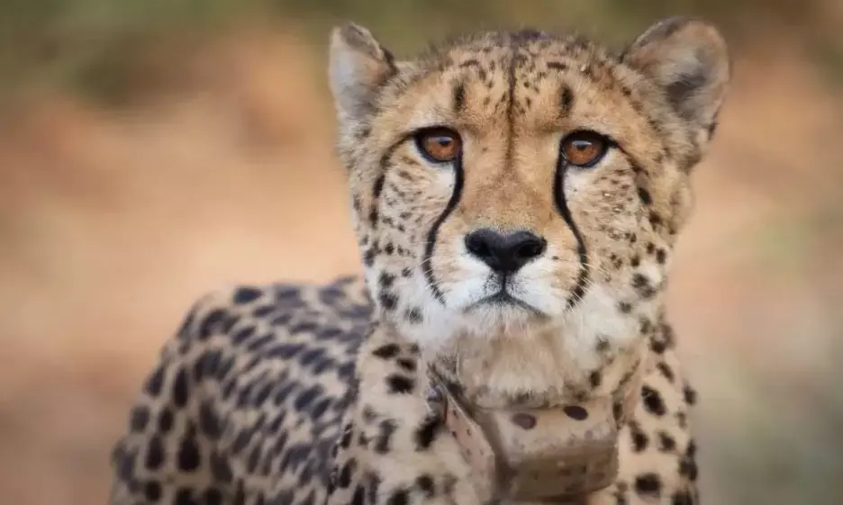 8 African cheetahs die in Kuno National Park, conservationists call for radical measures to save animal.