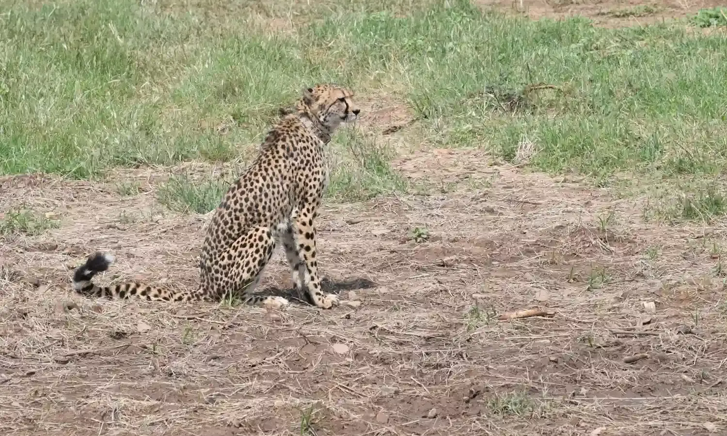 Radio collars of 6 cheetahs at Kuno National Park removed for health examination.