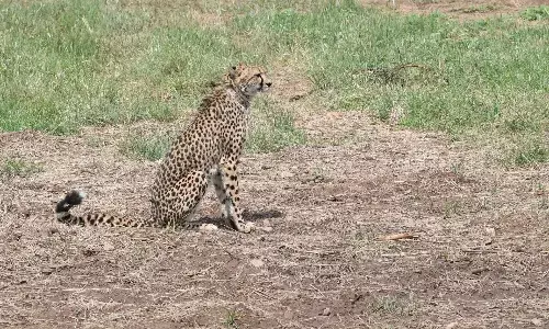 Radio collars of 6 cheetahs at Kuno National Park removed for health examination.