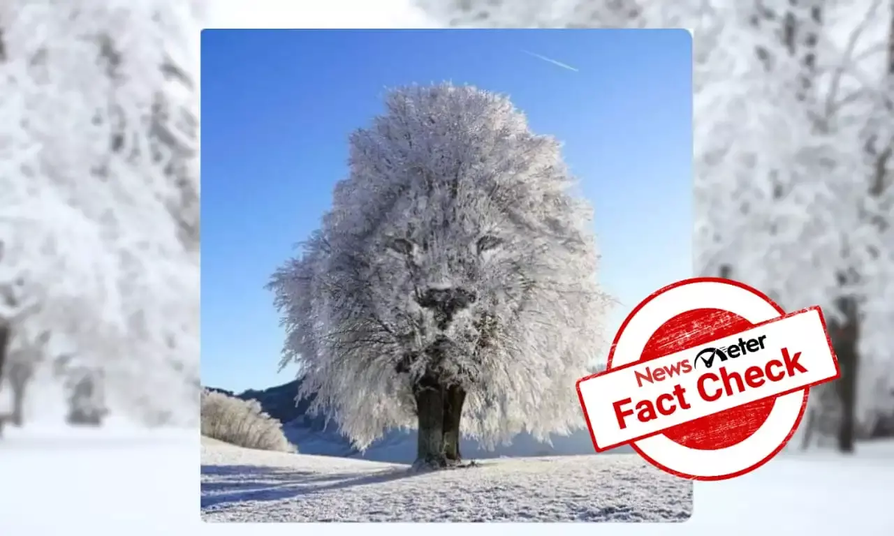Fact Check: Viral image showing a tree with lion’s face is edited
